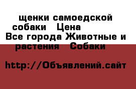 щенки самоедской собаки › Цена ­ 25 000 - Все города Животные и растения » Собаки   